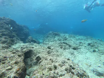 武藤潜水に投稿された画像（2023/1/22）