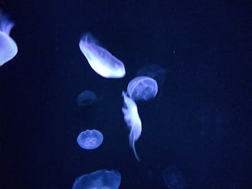 サンシャイン水族館に投稿された画像（2023/1/22）