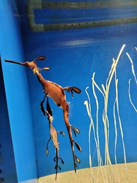 サンシャイン水族館に投稿された画像（2023/1/22）