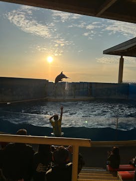 新江ノ島水族館に投稿された画像（2023/1/22）