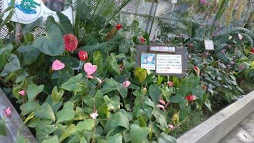 熱川バナナワニ園に投稿された画像（2023/1/22）