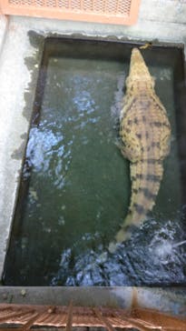 熱川バナナワニ園に投稿された画像（2023/1/22）