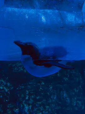 横浜・八景島シーパラダイスに投稿された画像（2023/1/22）