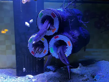 横浜・八景島シーパラダイスに投稿された画像（2023/1/22）