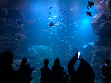 京都水族館に投稿された画像（2023/1/22）