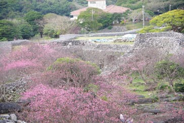 今帰仁城跡に投稿された画像（2023/1/22）