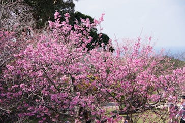 今帰仁城跡に投稿された画像（2023/1/22）