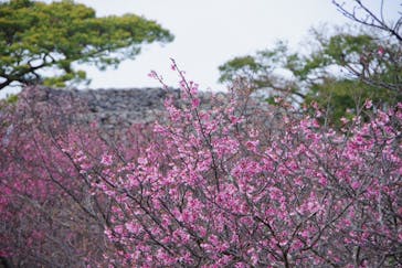 今帰仁城跡に投稿された画像（2023/1/22）