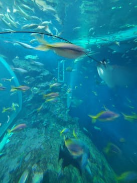 鴨川シーワールドに投稿された画像（2023/1/22）