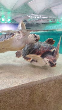 鴨川シーワールドに投稿された画像（2023/1/22）