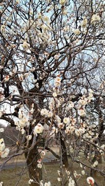 江戸東京たてもの園に投稿された画像（2023/1/22）