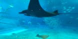 沖縄美ら海水族館に投稿された画像（2023/1/22）