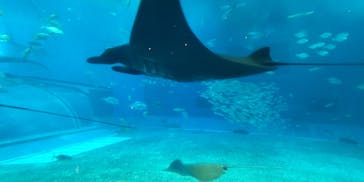 沖縄美ら海水族館に投稿された画像（2023/1/22）