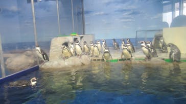 新江ノ島水族館に投稿された画像（2023/1/22）