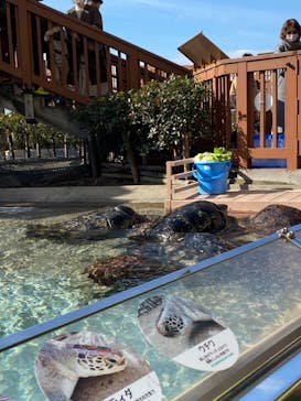 新江ノ島水族館に投稿された画像（2023/1/22）