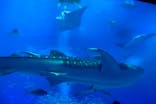 沖縄美ら海水族館に投稿された画像（2023/1/22）