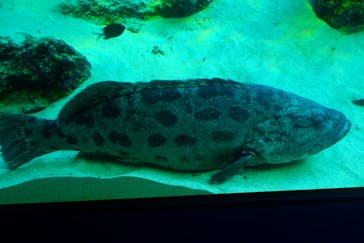 沖縄美ら海水族館に投稿された画像（2023/1/22）