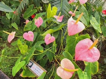 熱川バナナワニ園に投稿された画像（2023/1/22）