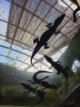 熱川バナナワニ園に投稿された画像（2023/1/22）