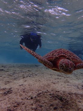 宮古島 ADVENTURE PiPi（ミヤコジマ アドベンチャー ピピ）に投稿された画像（2023/1/22）