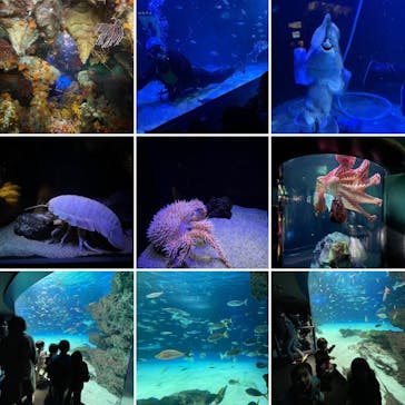 サンシャイン水族館に投稿された画像（2023/1/22）