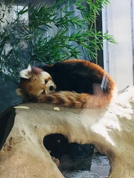 よこはま動物園ズーラシアに投稿された画像（2023/1/22）