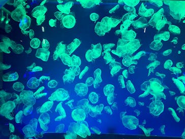 名古屋港水族館に投稿された画像（2023/1/23）