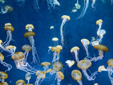 新江ノ島水族館に投稿された画像（2023/1/23）