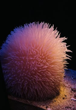 新江ノ島水族館に投稿された画像（2023/1/23）