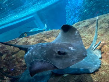 新江ノ島水族館に投稿された画像（2023/1/23）