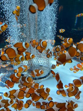 鴨川シーワールドに投稿された画像（2023/1/23）