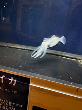 越前松島水族館に投稿された画像（2023/1/23）