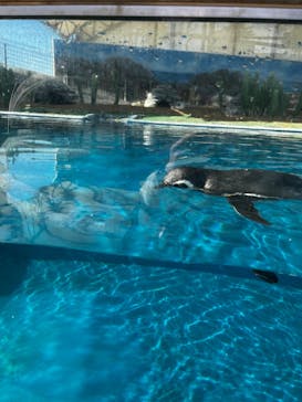 越前松島水族館に投稿された画像（2023/1/23）