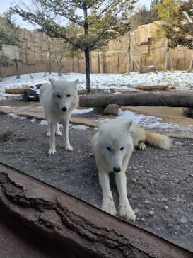 那須どうぶつ王国に投稿された画像（2023/1/23）