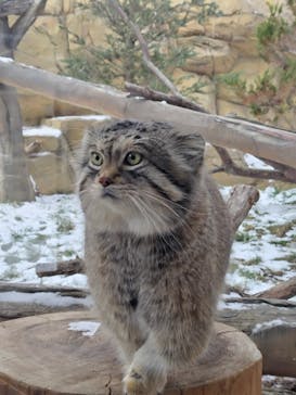 那須どうぶつ王国に投稿された画像（2023/1/23）