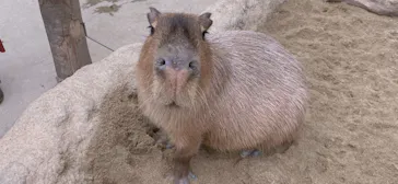 神戸どうぶつ王国に投稿された画像（2023/1/23）