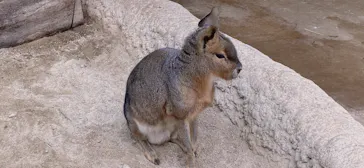 神戸どうぶつ王国に投稿された画像（2023/1/23）