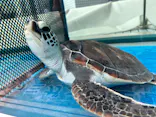 名古屋港水族館に投稿された画像（2023/1/23）