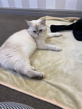 猫カフェモカ　立川店に投稿された画像（2023/1/23）