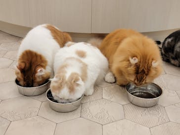 猫カフェモカ イオンモール神戸北店に投稿された画像（2023/1/23）