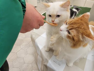 猫カフェモカ イオンモール神戸北店に投稿された画像（2023/1/23）