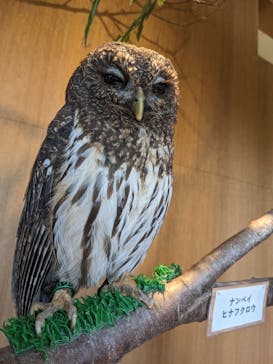 Moff animal cafe 小田原ダイナシティ店に投稿された画像（2023/1/23）