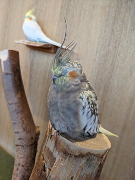 Moff animal cafe 小田原ダイナシティ店に投稿された画像（2023/1/23）