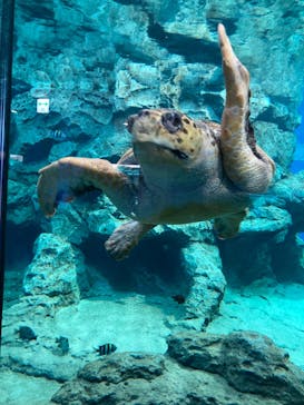 名古屋港水族館に投稿された画像（2023/1/23）