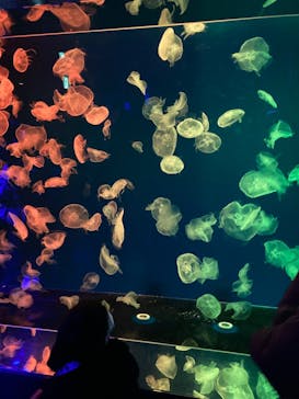 名古屋港水族館に投稿された画像（2023/1/23）