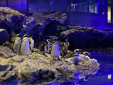 すみだ水族館に投稿された画像（2023/1/24）