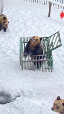 のぼりべつクマ牧場に投稿された画像（2023/1/24）