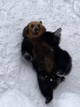 のぼりべつクマ牧場に投稿された画像（2023/1/24）