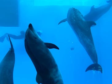 名古屋港水族館に投稿された画像（2023/1/24）