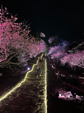 今帰仁城跡に投稿された画像（2023/1/24）